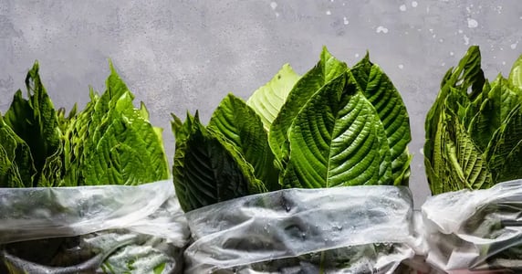 Kratom leaves